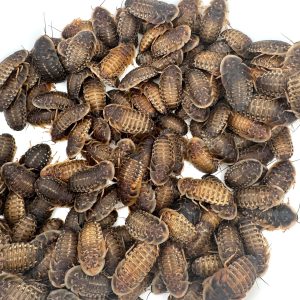100 Small Dubia Roaches