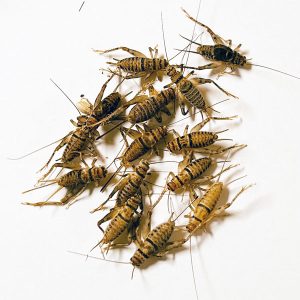 100 Large Feeder Cricket (3/4 Inch)
