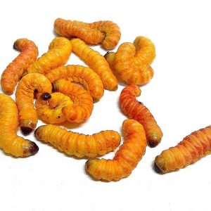 25 Butterworms