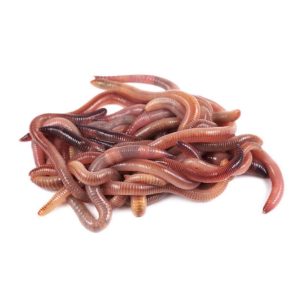 12 Night Crawlers(Live Earth Worms)