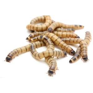 25 Superworm - Megaworm