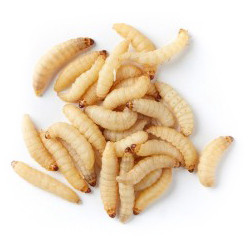 100 Waxworms